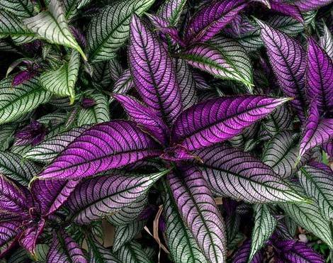 Strobilanthes7