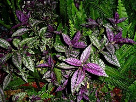 Strobilanthes8