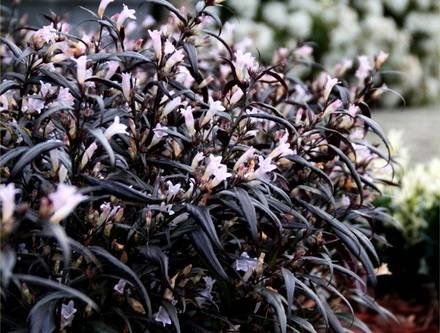 StrobilanthesAnisophyllaBrunetthy