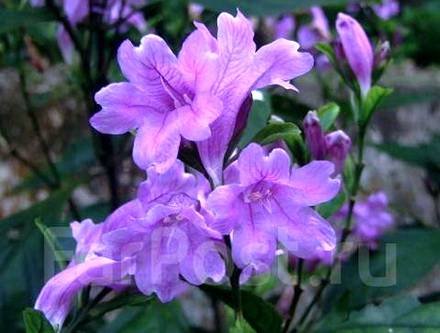 StrobilanthesAnisophyllus