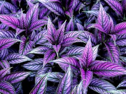 StrobilanthesDyeriana