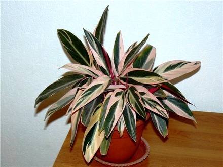 Stromanthe3