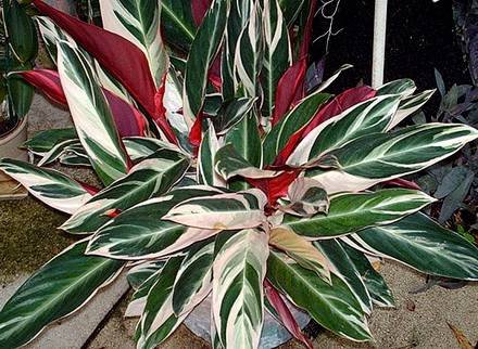 StromantheSanguinea