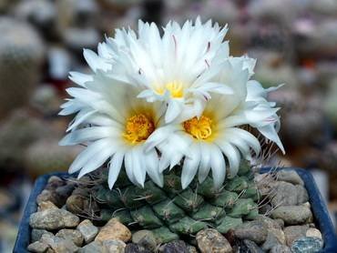 Strombocactus31