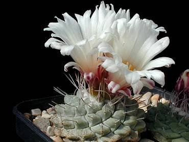 Strombocactus32