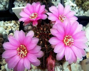 Sulcorebutia31