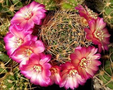 Sulcorebutia32