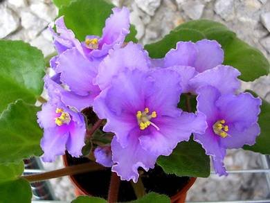 SuncoastBlueCranberry3
