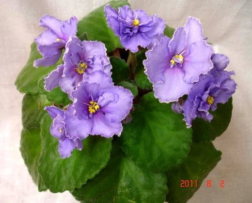 SuncoastBlueCranberry6