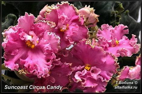 SuncoastCircusCandy1