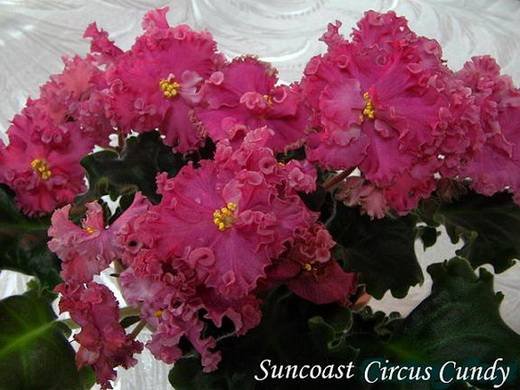 SuncoastCircusCandy6