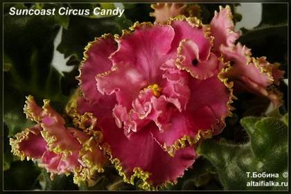 SuncoastCircusCandy7