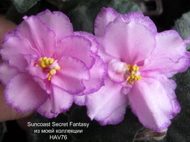 SuncoastSecretFantasy2