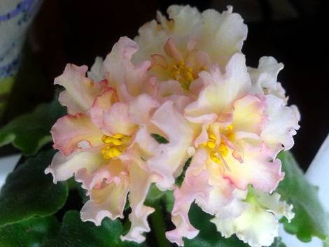SunkissedRose1