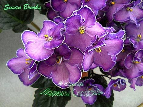 SusanBrooks1