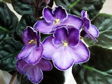 SusanBrooks3