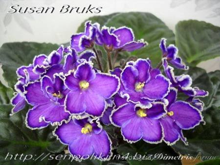 SusanBrooks4
