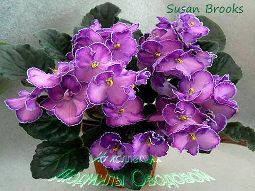 SusanBrooks6