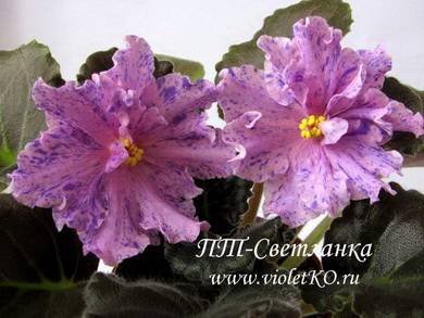 Светланка5