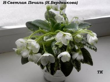 СветлаяПечаль4