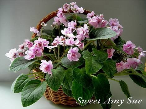 SweetAmSue1