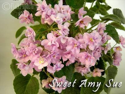 SweetAmSue7