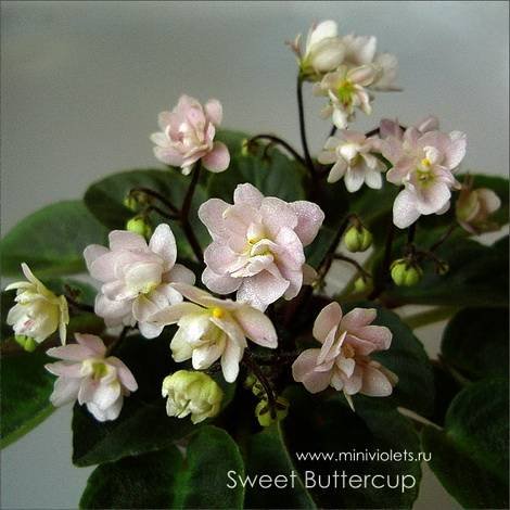 SweetButtercup1