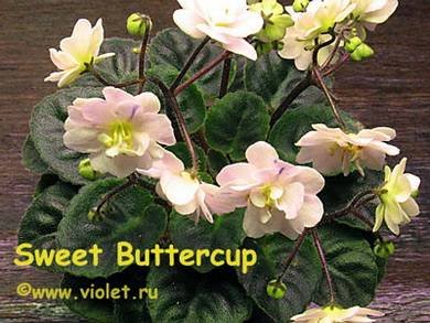 SweetButtercup2