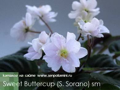 SweetButtercup4
