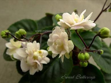SweetButtercup5
