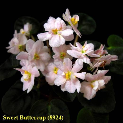SweetButtercup6