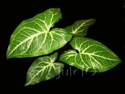 SyngoniumAlbolineatum