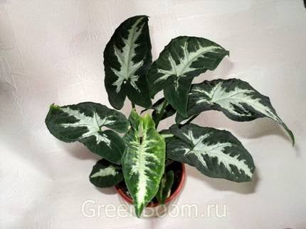 SyngoniumAomPragaiPhet3