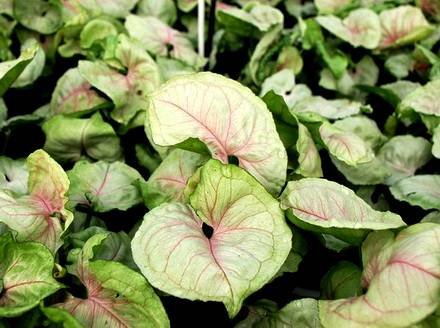 SyngoniumBobAllusion