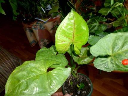 SyngoniumBobAllusion2