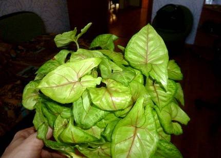 SyngoniumButterflyAllusion