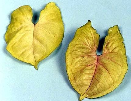 SyngoniumCreamAllusion