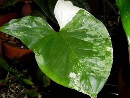 SyngoniumEmeraldGemVar