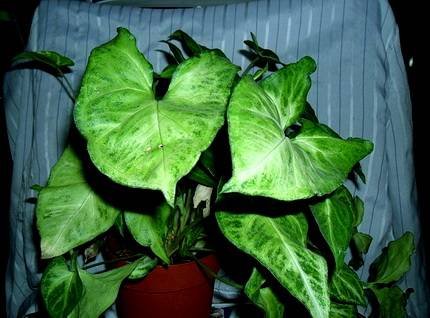 SyngoniumEmeraldGreen