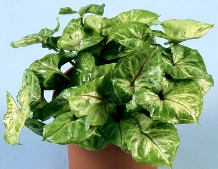 SyngoniumGoldAllusion