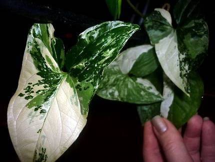 SyngoniumImperialWhite