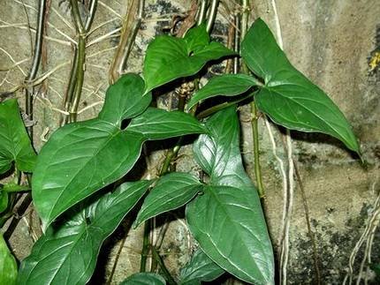 SyngoniumMacrophyllum