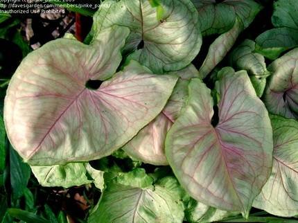 SyngoniumMangoAllusion