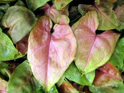 SyngoniumMariaAllusion