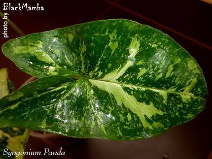SyngoniumPanda