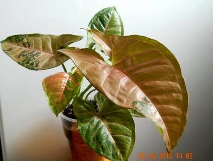 SyngoniumPinkFlecked