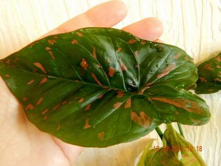 SyngoniumPinkSplashAllusion2