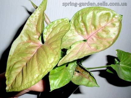 SyngoniumPlumAllusion