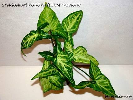 SyngoniumRenoir