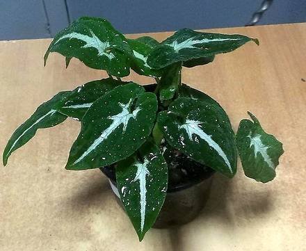 SyngoniumWendlandii3